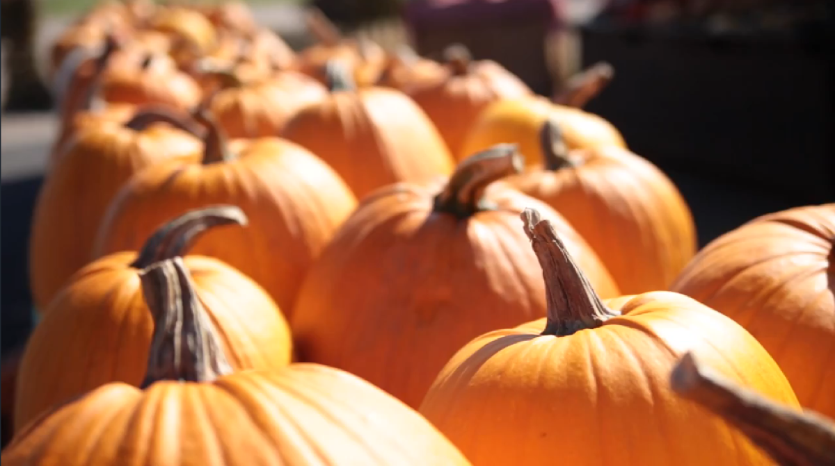 Stevens Point Area Blog Where To Find Pumpkins Corn Mazes And Apples In Central Wisconsin This Fall