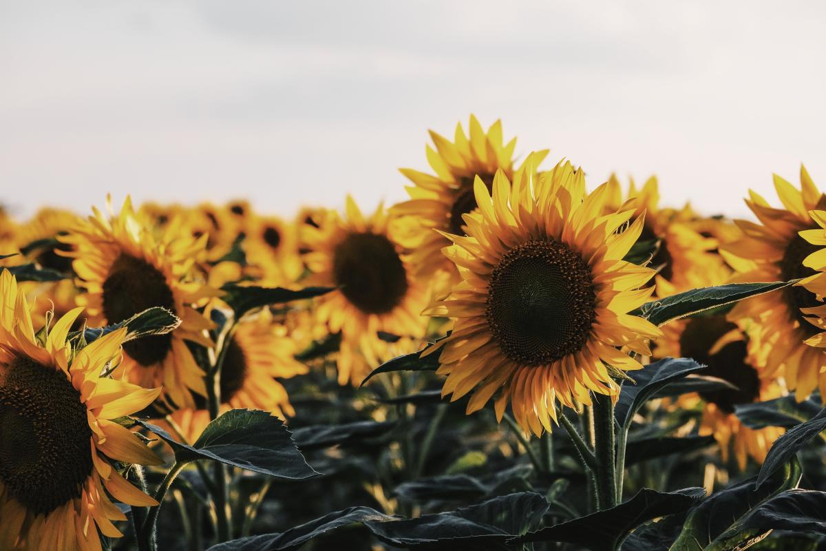 Sunflower Fields You Must Visit Near Springfield, Missouri