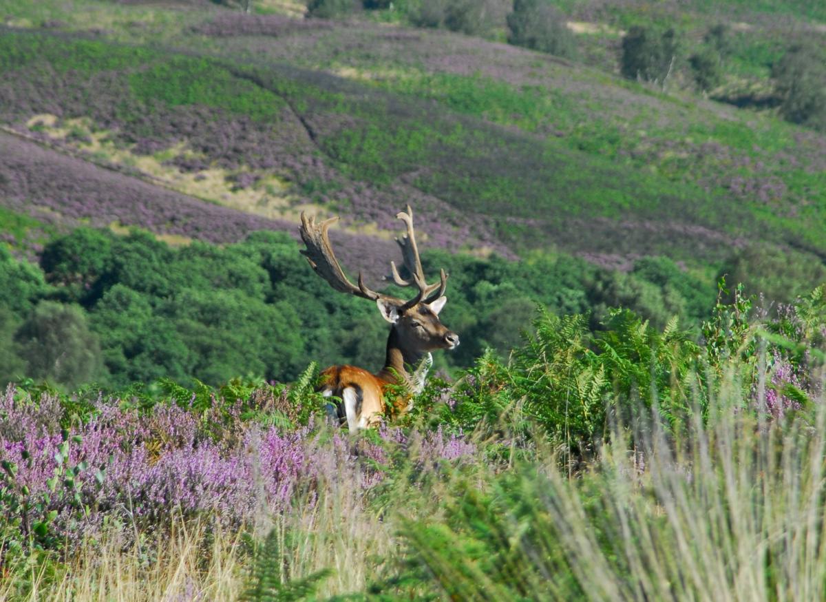 explore-cannock-chase
