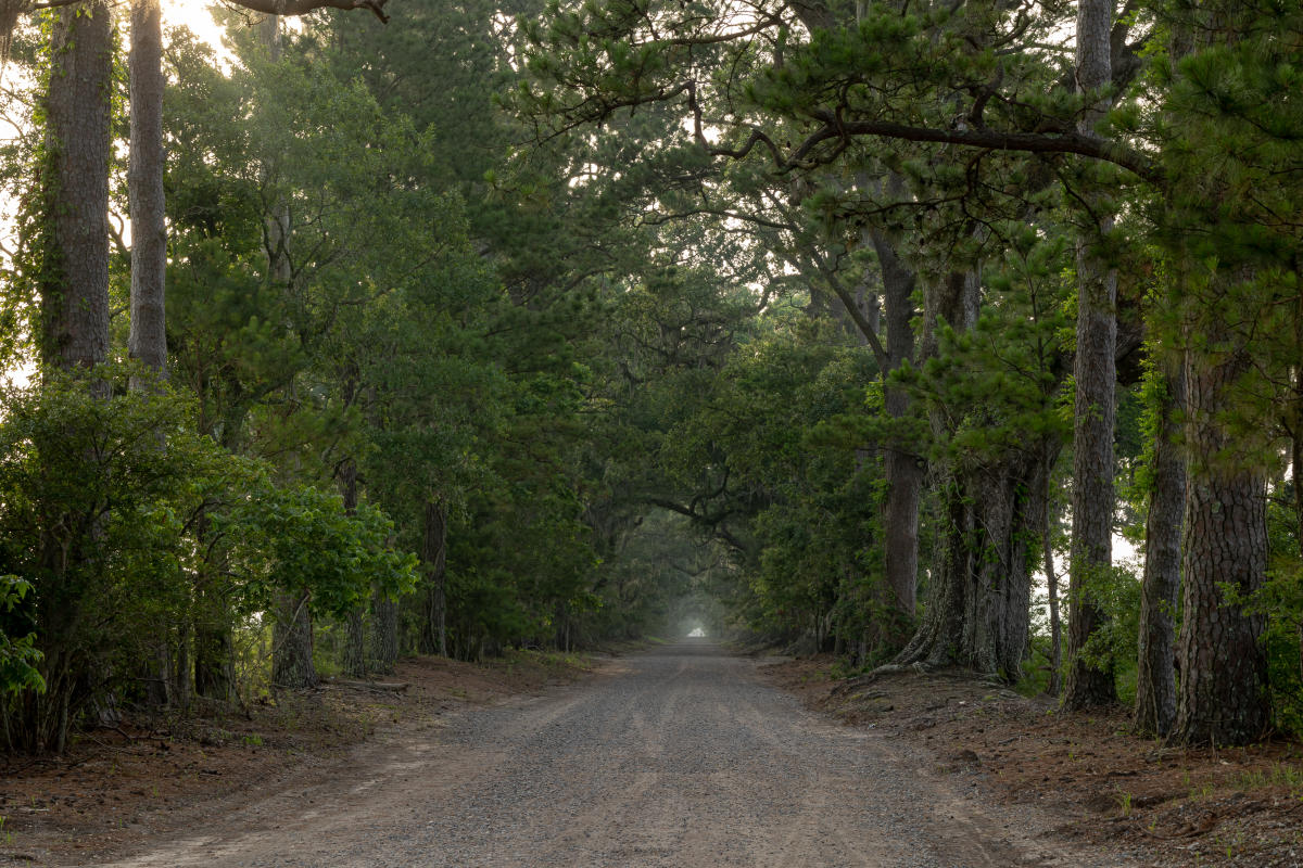 Exploring the Timeless Beauty: Oak and Pine Alley