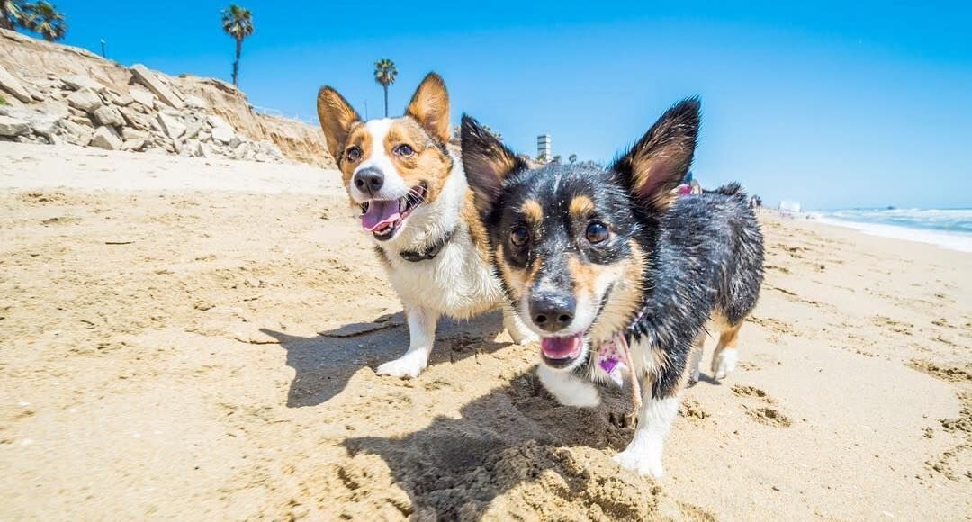 Huntington Dog Beach