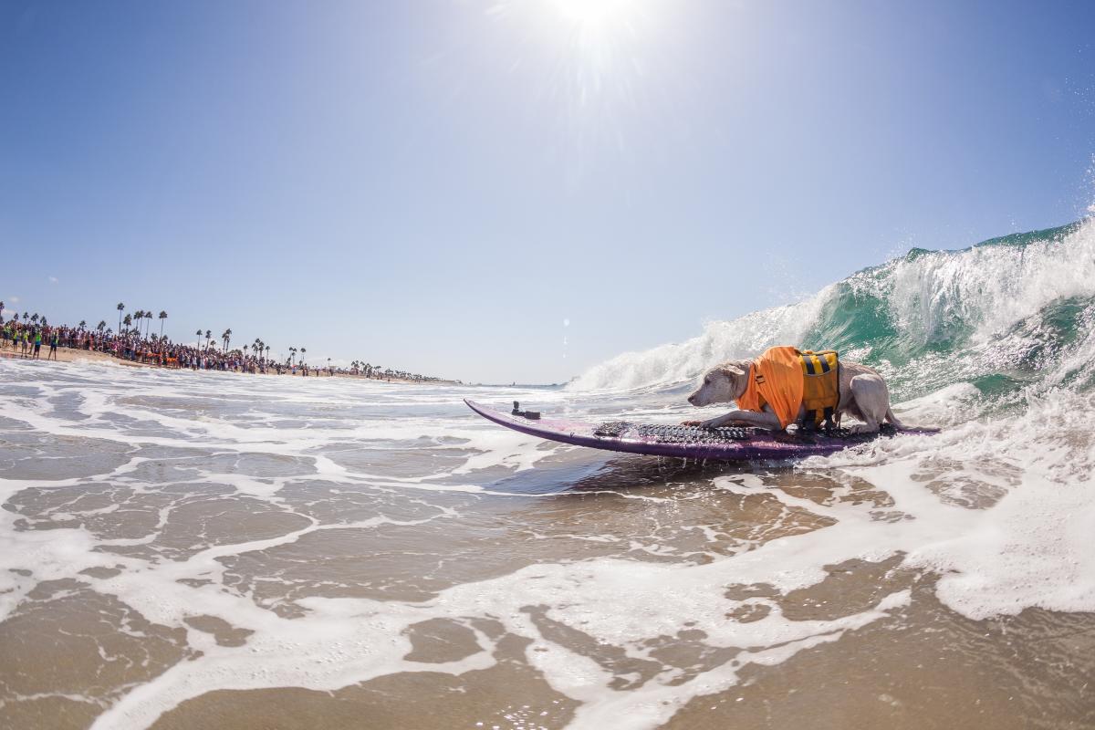 Surf City Surf Dog Competition In Huntington Beach Sept 26