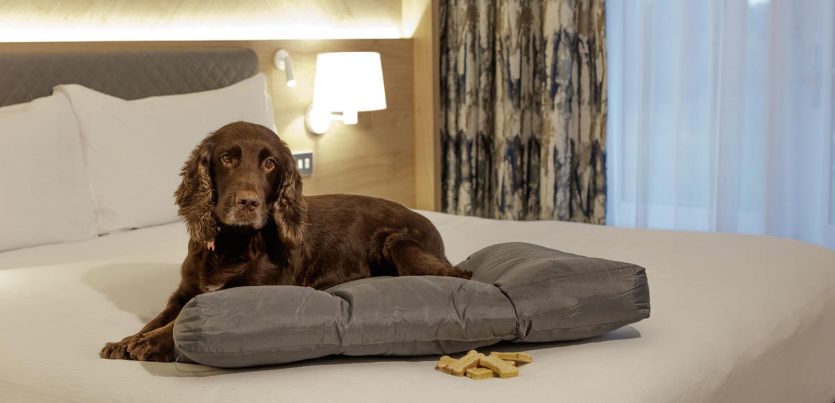 Dog friendly Surrey Visit Surrey