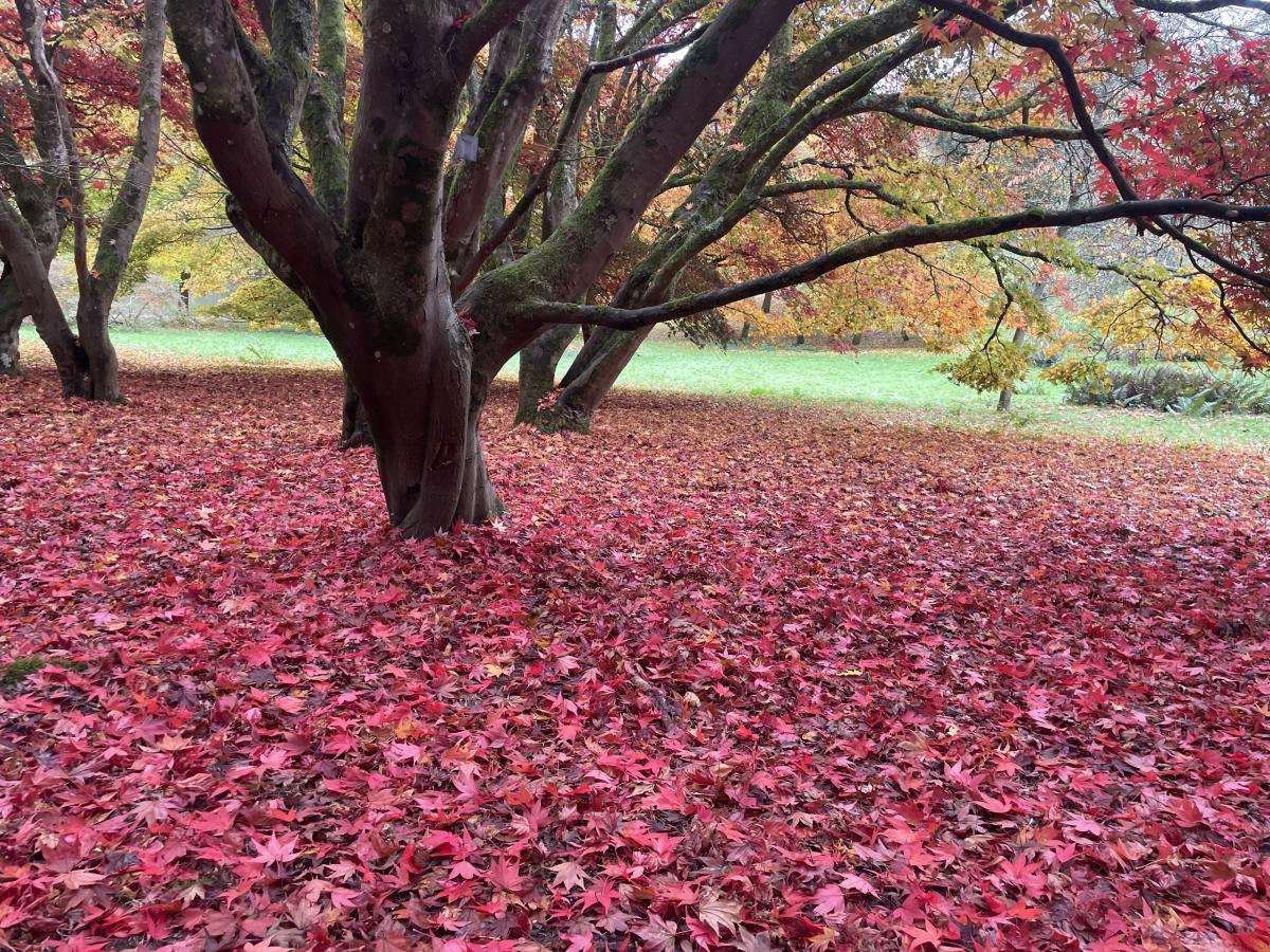 Autumn in Surrey | What's events and activities are happening this ...