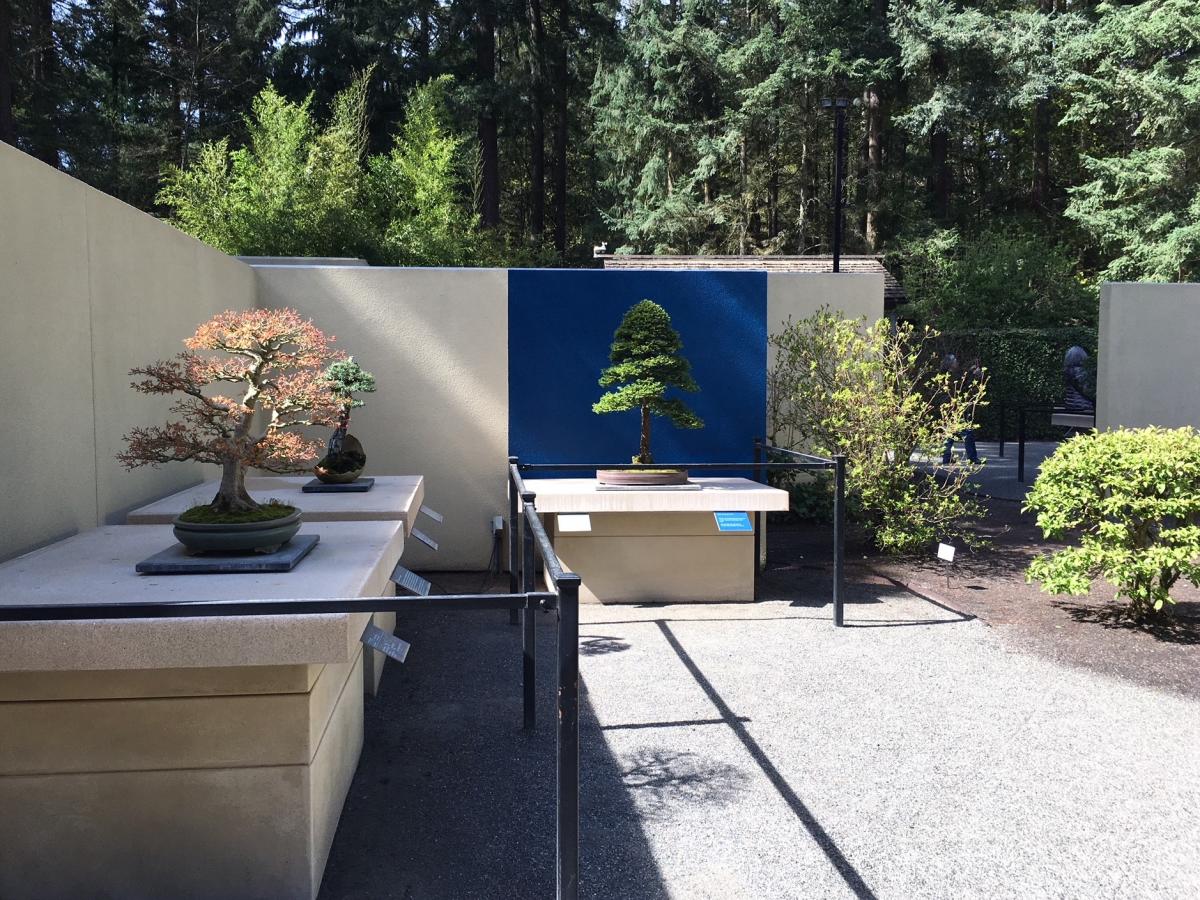 What makes a bonsai, a bonsai?