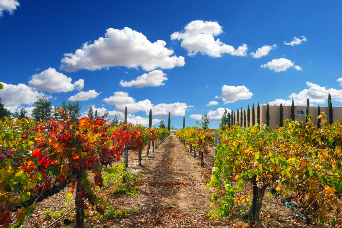 Temecula Wine Country Wineries Tours Maps Temecula CA