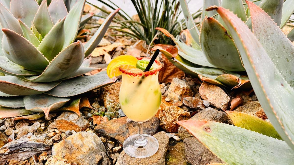 Wine Country & Old Town Temecula Cinco De Mayo Margaritas