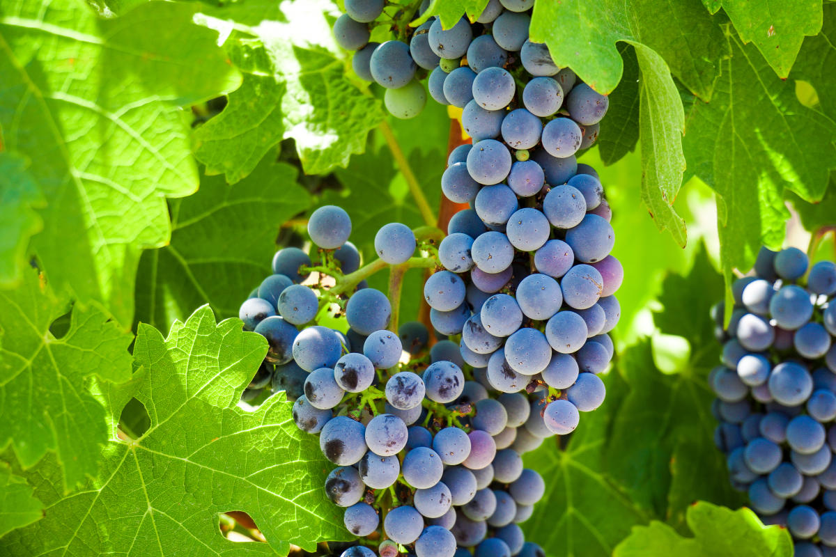 Four Grapes To Watch In Temecula Valley Southern