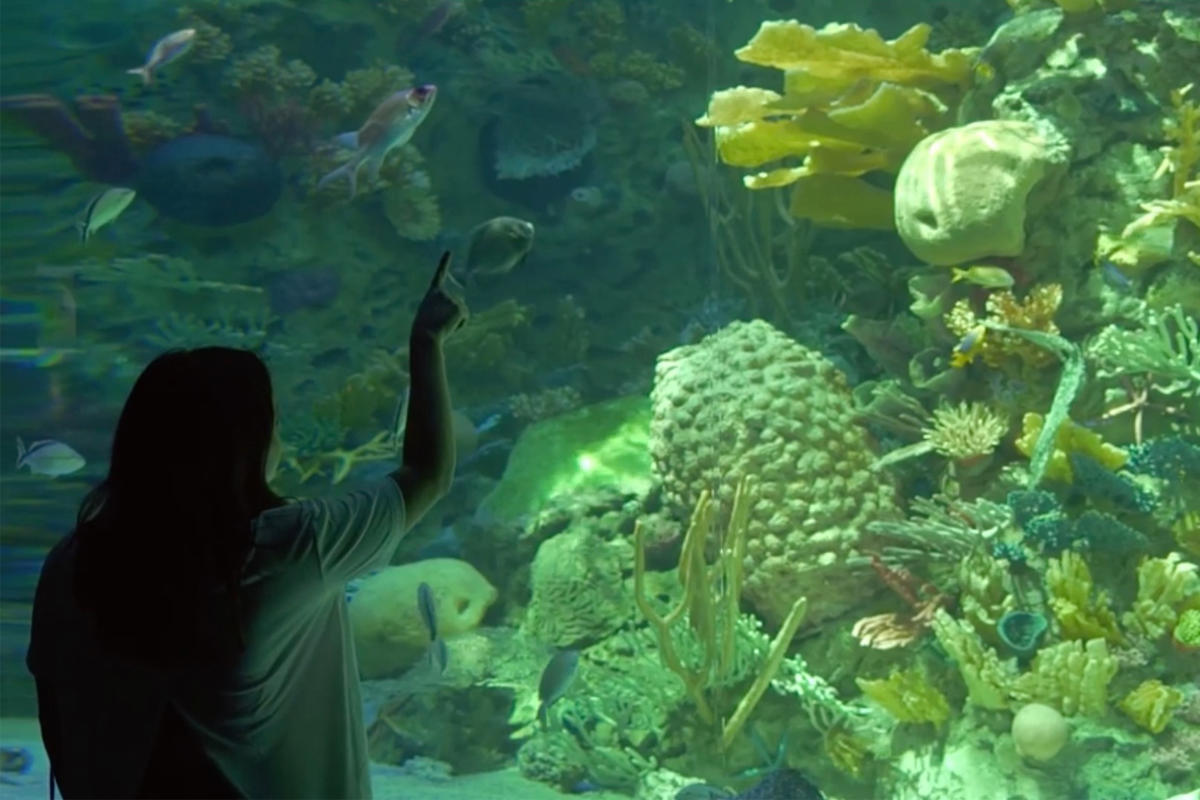 Texas Aquariums & Aquatic Centers Marine Life & Research