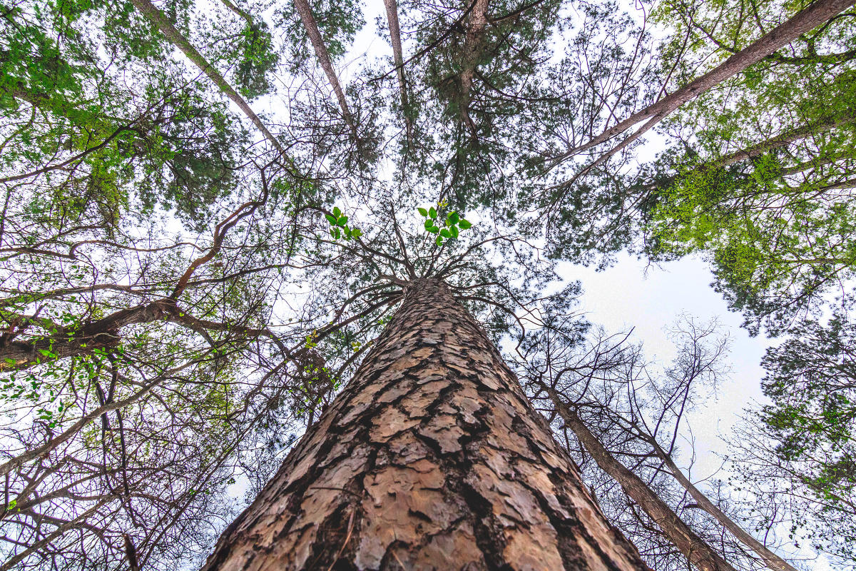 The Regions Texas Hill Country  Gulf Coast  Piney Woods