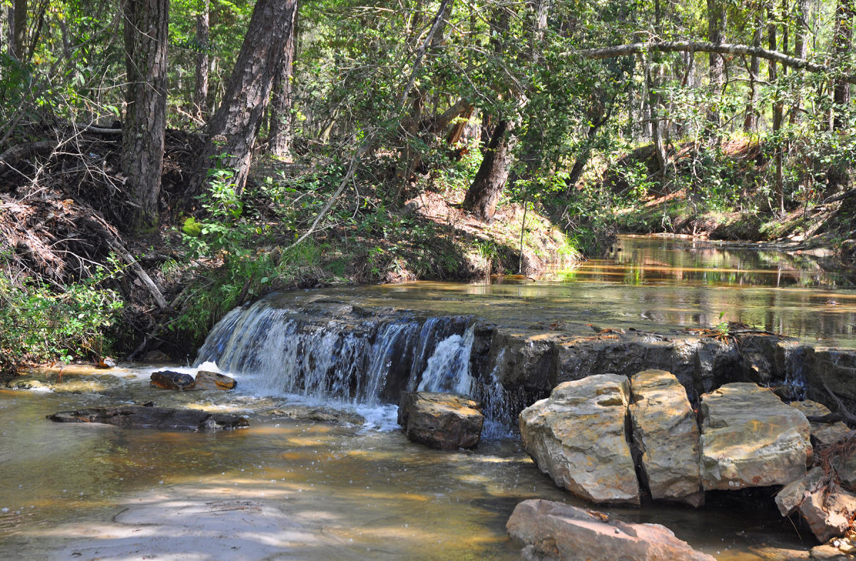 National Forests of Texas