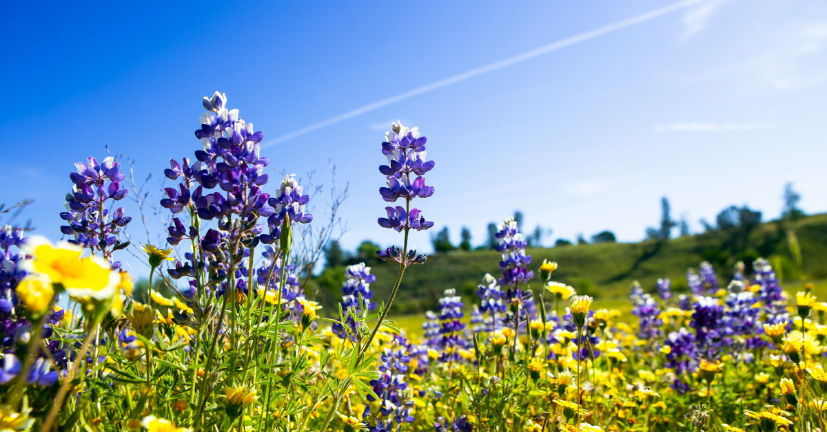 Wildflowers Paso Robles