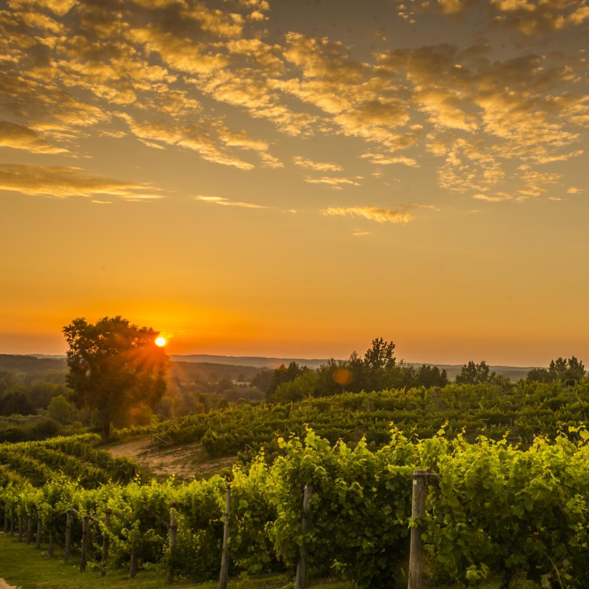 Summer Wine Tasting in Traverse City | 2020 Reservations
