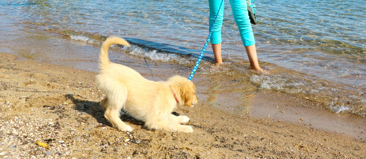 Traveling With A Pet To Traverse City Hotels Parks