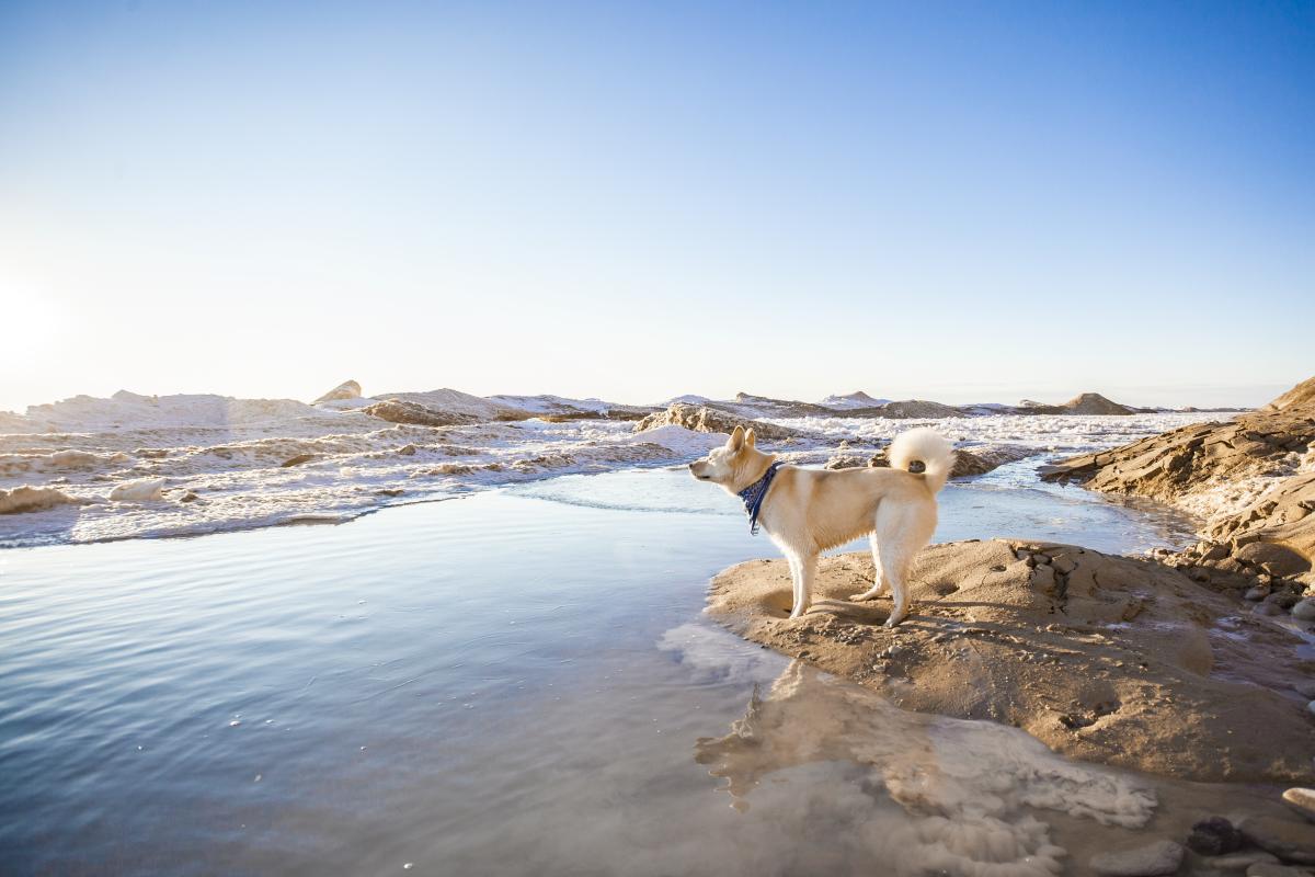 Traverse City Dog Beaches State Parks & Pet Friendly