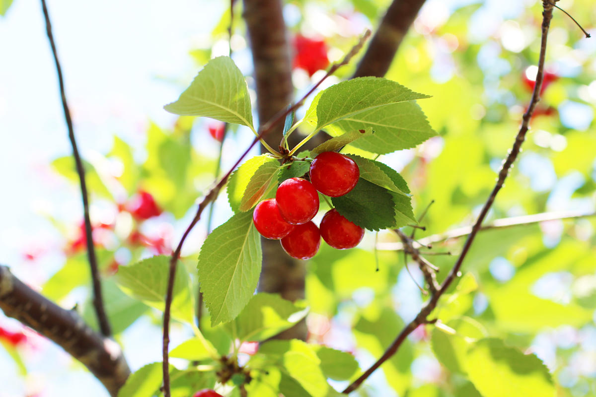 Traverse City National Cherry Festival Food, Music & Events