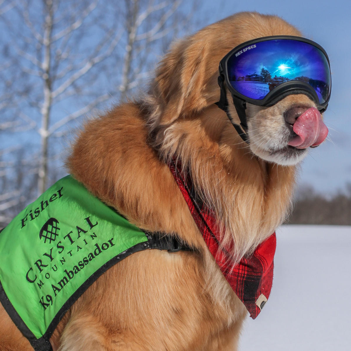 Pet Friendly Traverse City Hotels, Restaurants & Parks