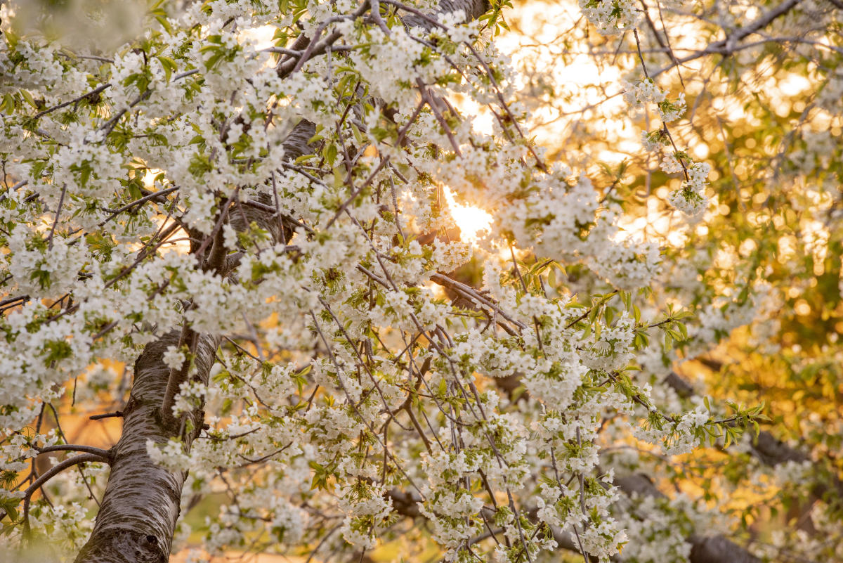 Cherry Blossoms Spring in Traverse City, Michigan
