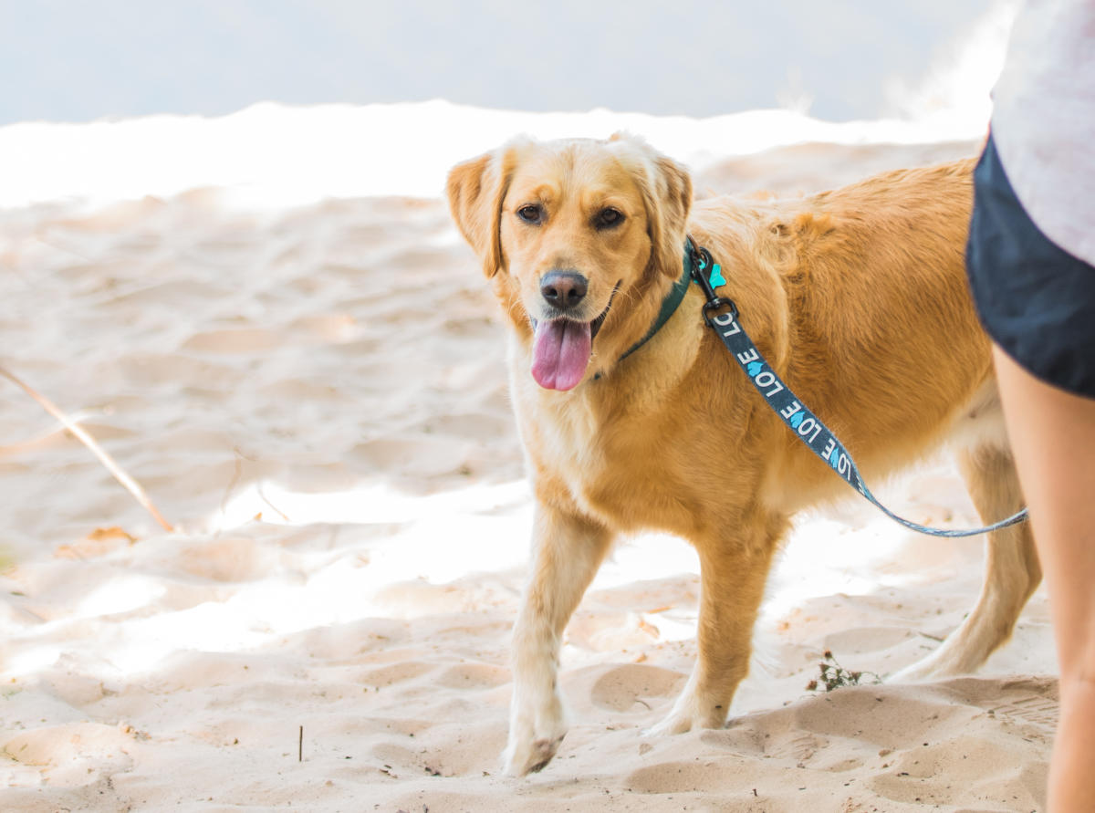 Traverse City Dog Beaches State Parks & Pet Friendly
