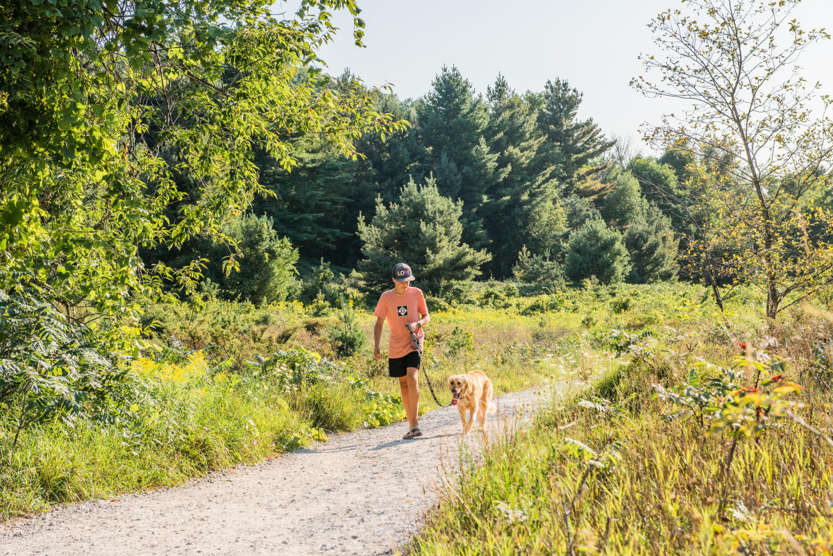 Things to Do With Dogs in Traverse City DogFriendly Activities