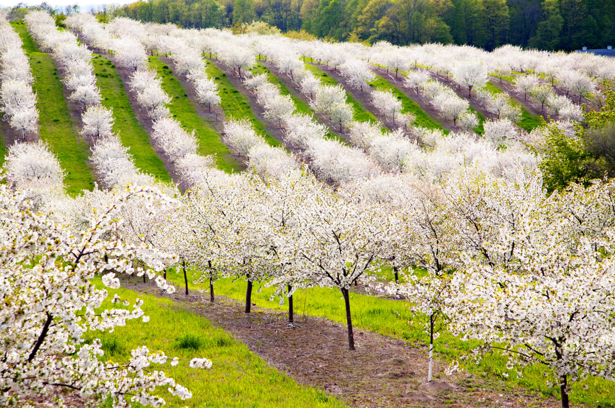 Wine and Cherry Blossoms | Traverse City, MI