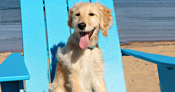 Dog Friendly Places In Traverse City Michigan