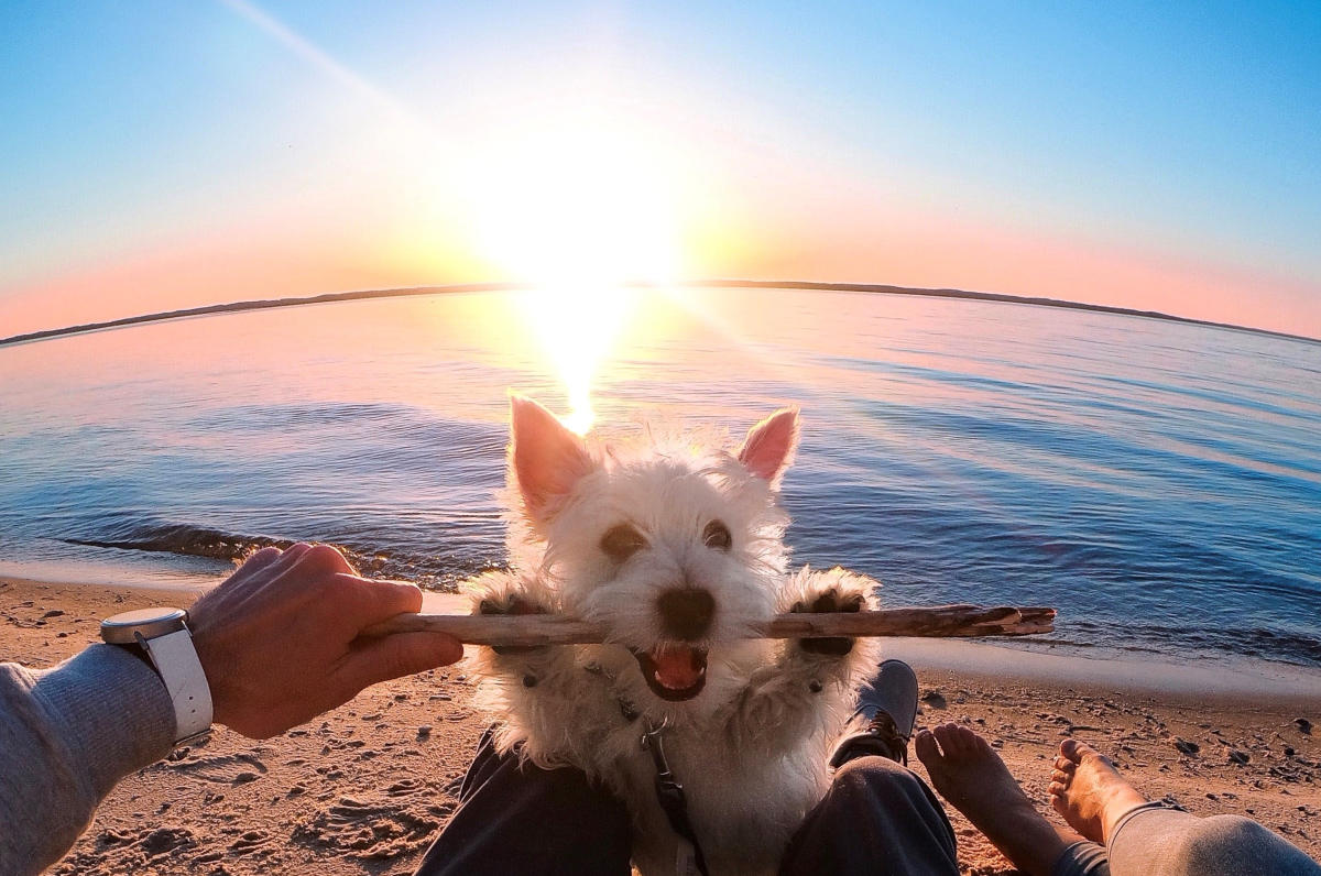 Dog Friendly Trails Traverse City Mi