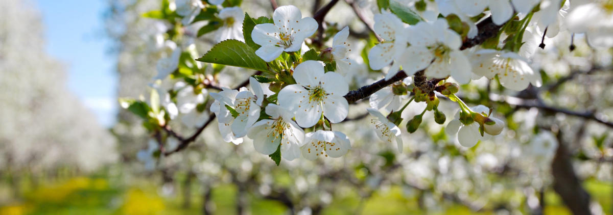 Get Wallpaper Cherry Blossoms A Symbol Of Spring In Traverse City For Android Free