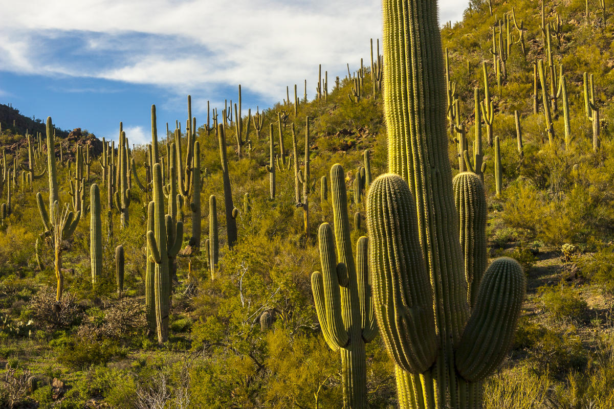 Saguaro National Park | Plants, Sunsets & Trails