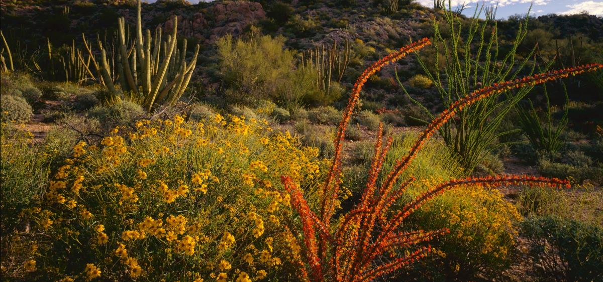 Tucson Wildflowers Visit Tucson