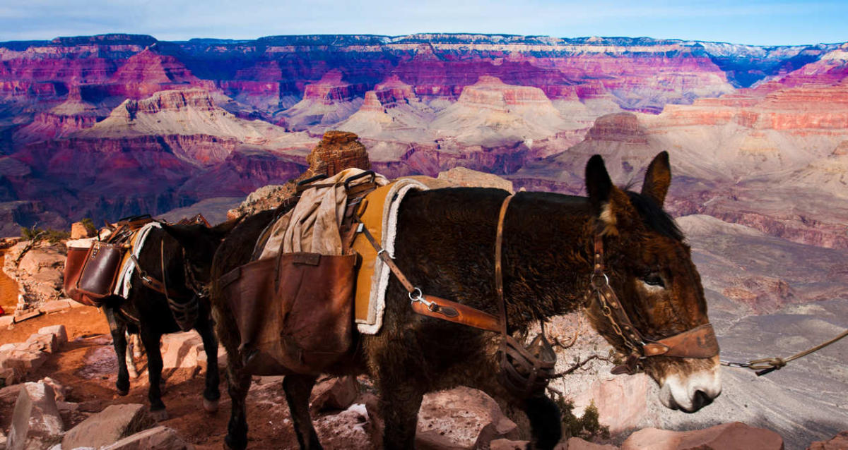 Grand Canyon Horseback Riding
