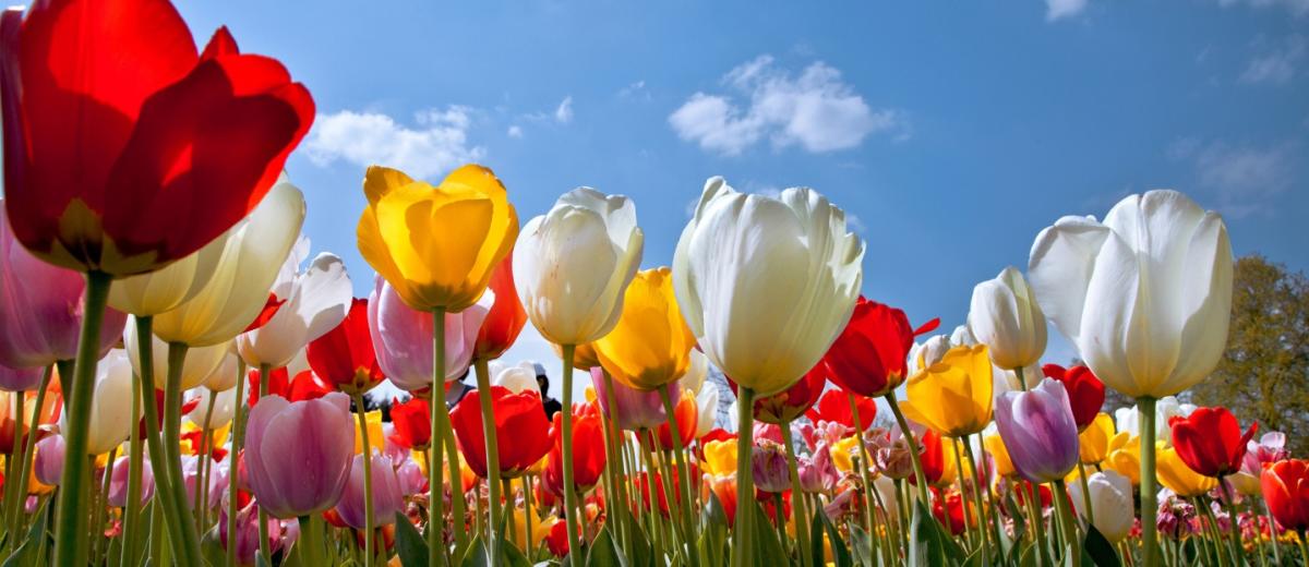 Top 5 Reasons to Attend Thanksgiving Point's Tulip ...