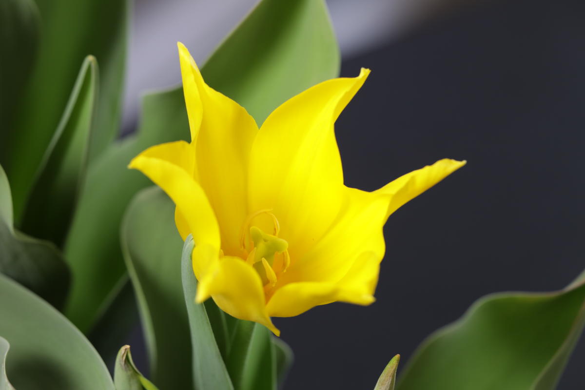Explore Utah Valley Thanksgiving Point Tulip Festival Gone Virtual