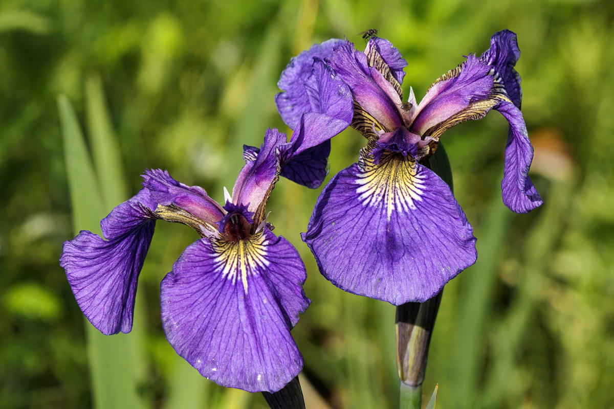 Wild Irises Discover Valdez