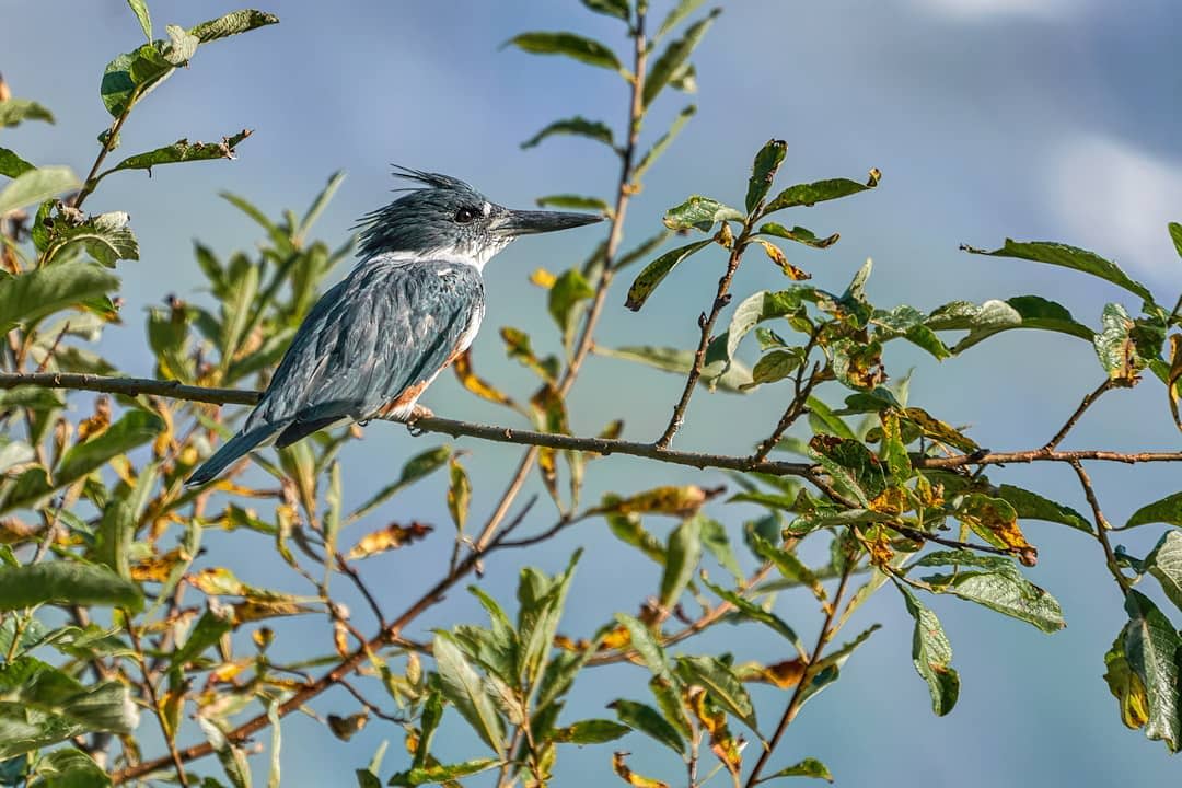 Kingfishers Discover Valdez