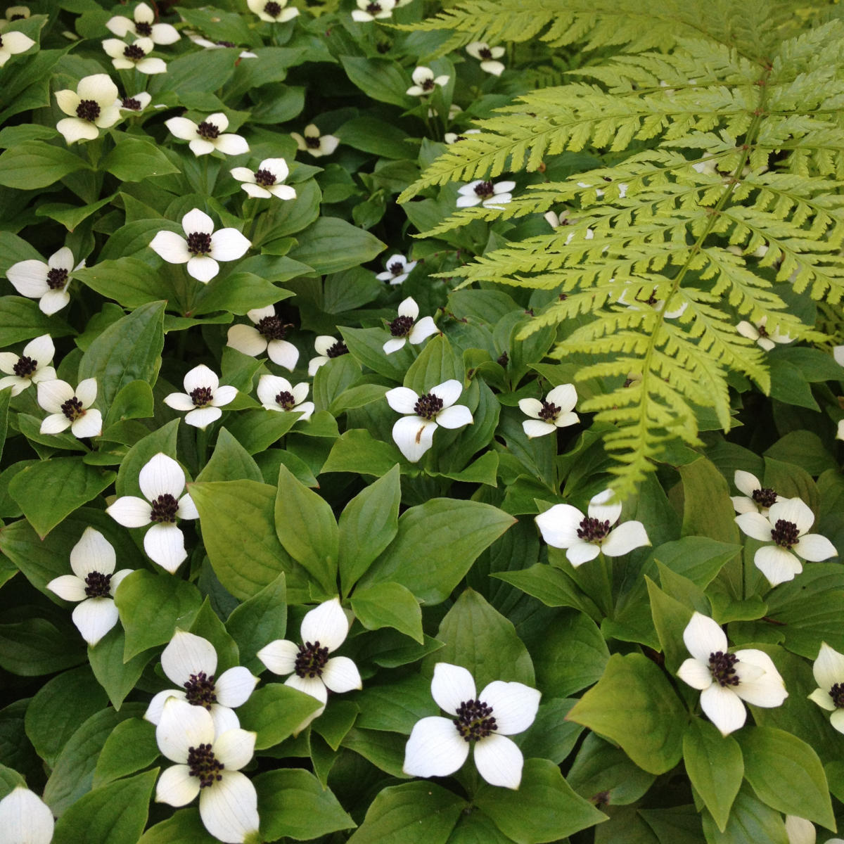 Dwarf Dogwood Discover Valdez