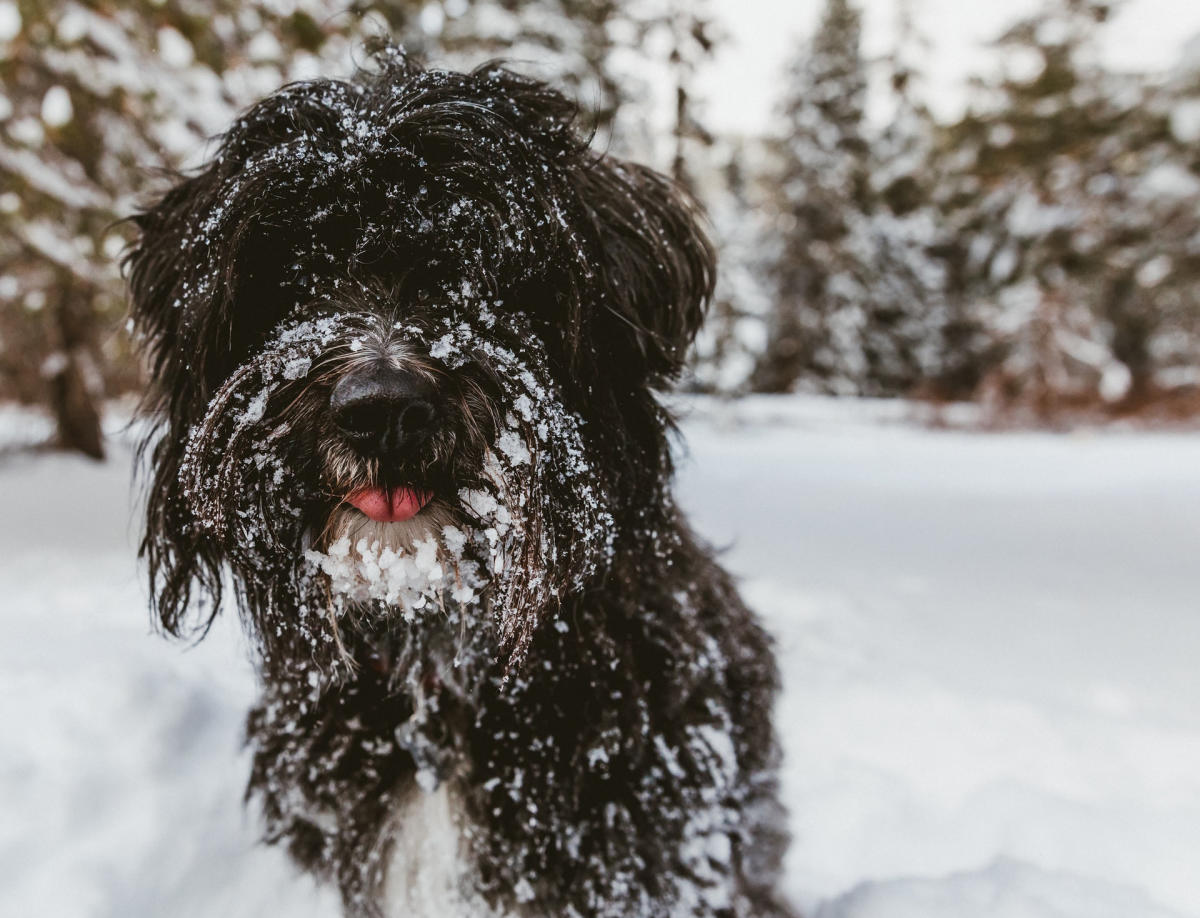 6 DogFriendly Places to Snowshoe Near Vancouver