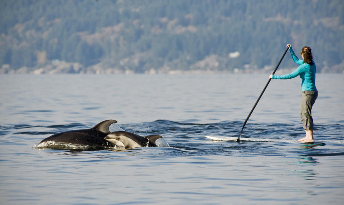 Paddleboarding In Vancouver Bc Vancouver Water Sports