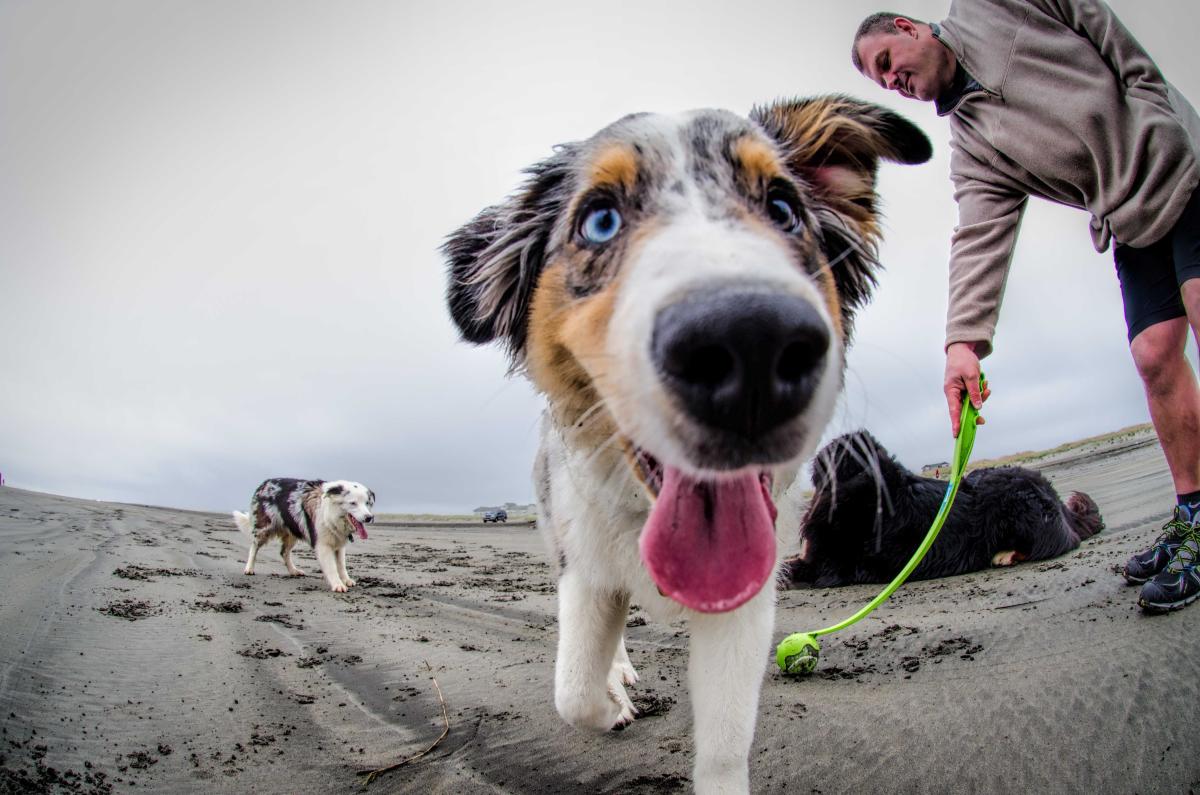 Pet Friendly Activities & Shops in Vancouver WA Vancouver USA