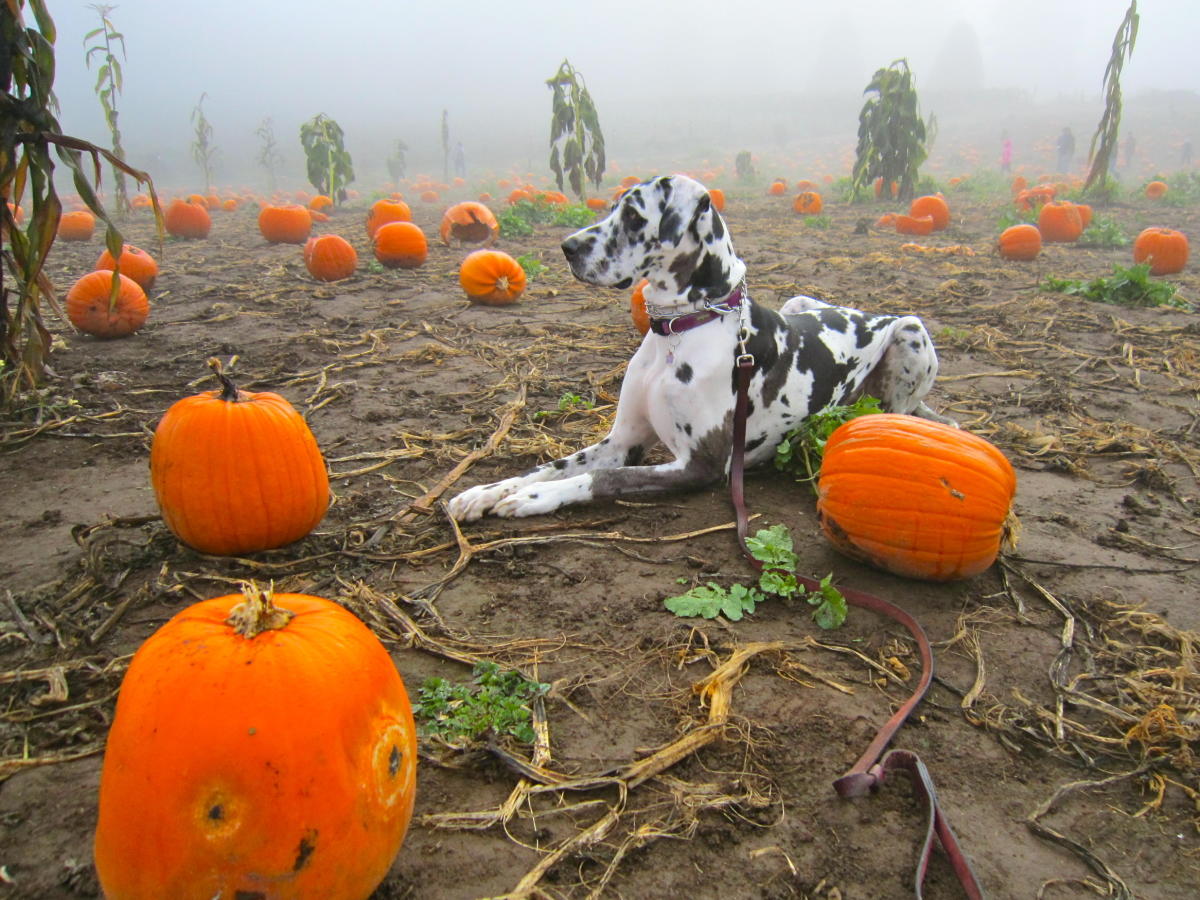 Get Spooked 2019 October Events