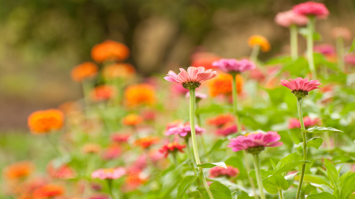 Flower Gardens in Vancouver, WA Spring Flower Power Tour