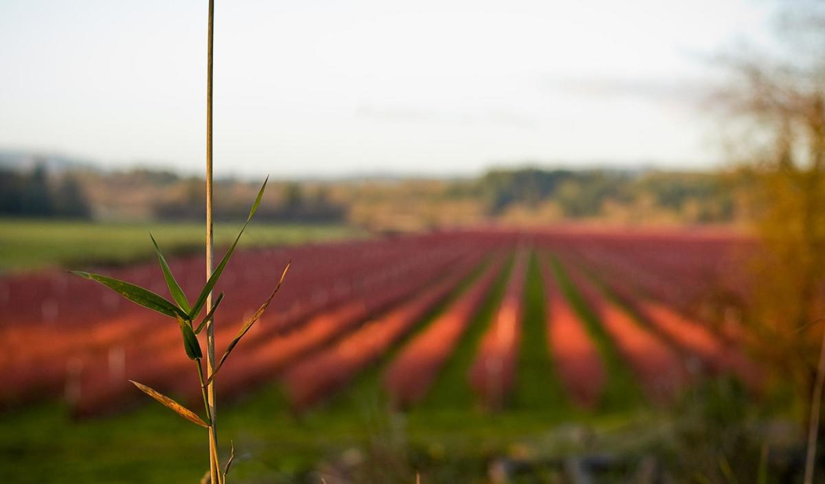 Vancouver WA Wineries & Tasting Rooms