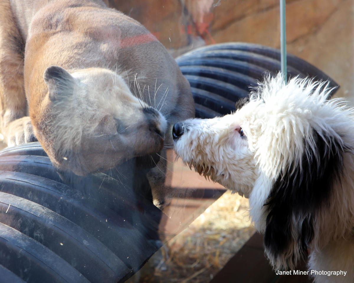 PetFriendly Spots in Montgomery County, PA Where to Play, Eat and Stay