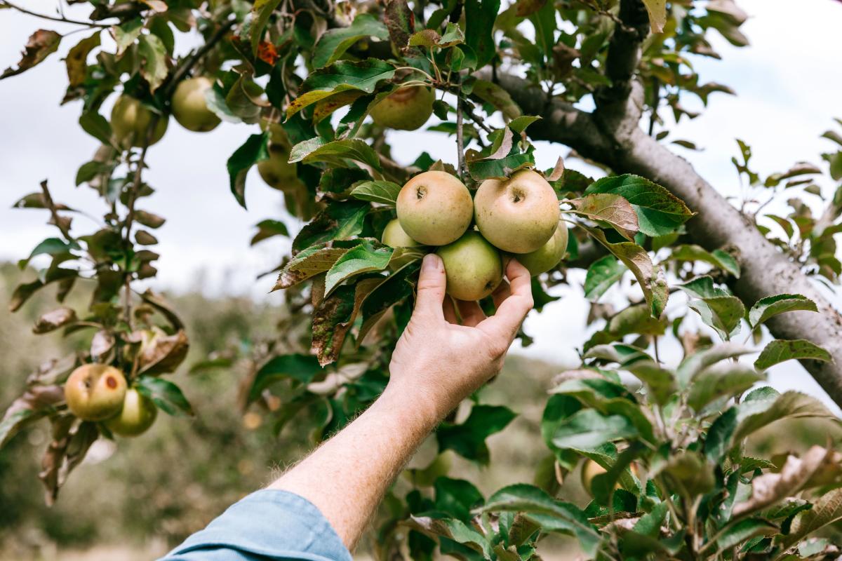 Envy apple harvest begins early - Produce Blue Book