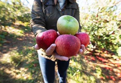 Follow the Apple Trail this Fall in Winchester - Virginia Is For Lovers