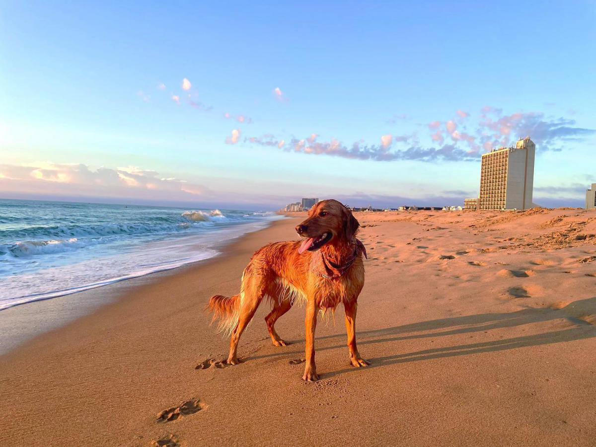 Pet Friendly Travel and Vacation Guide