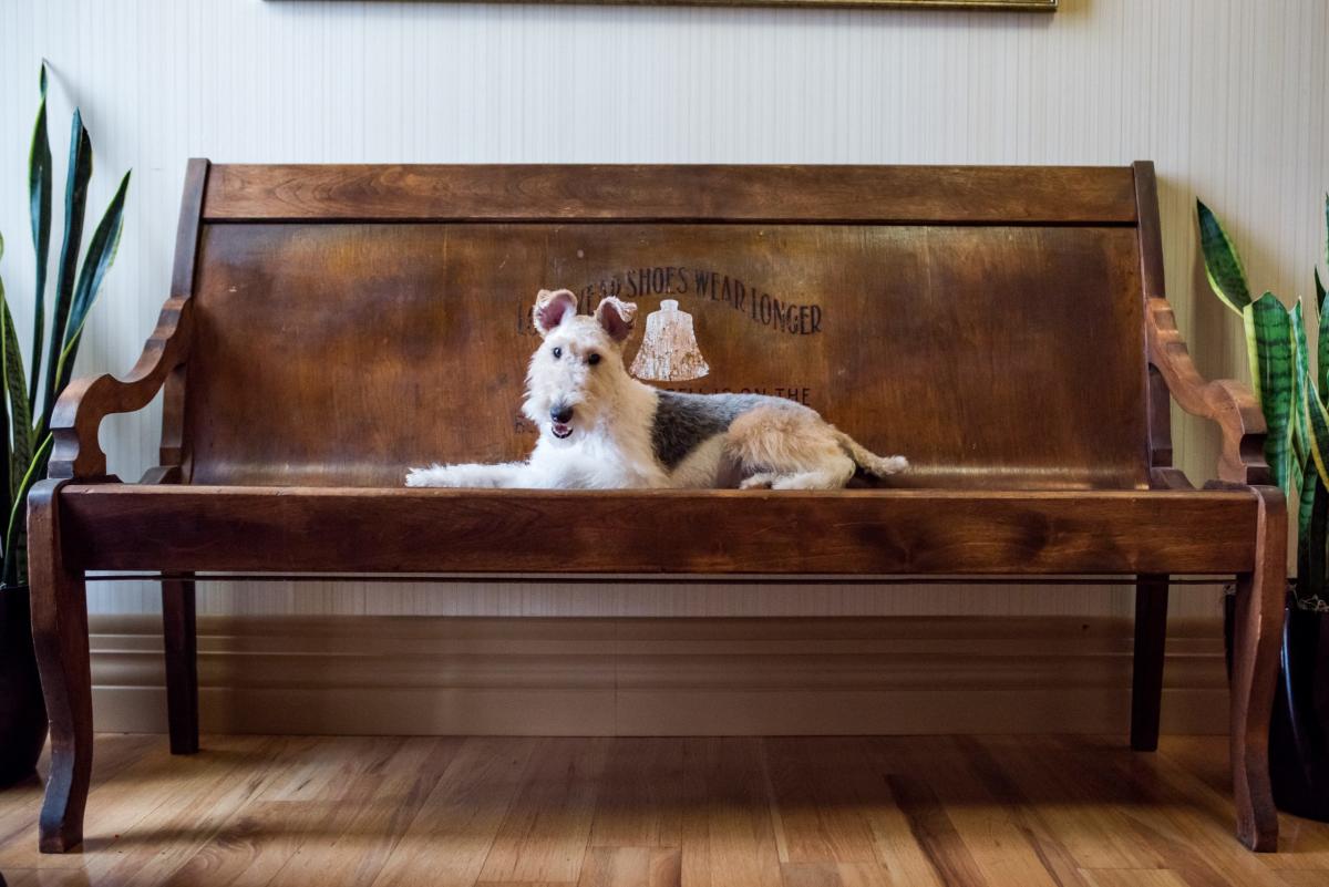 Friendly pet bench shop