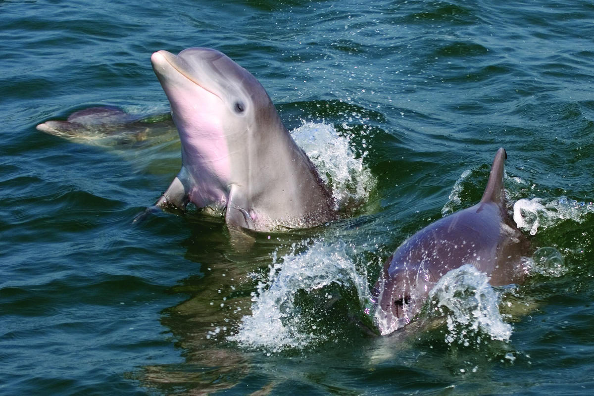 dolphin cruise virginia beach