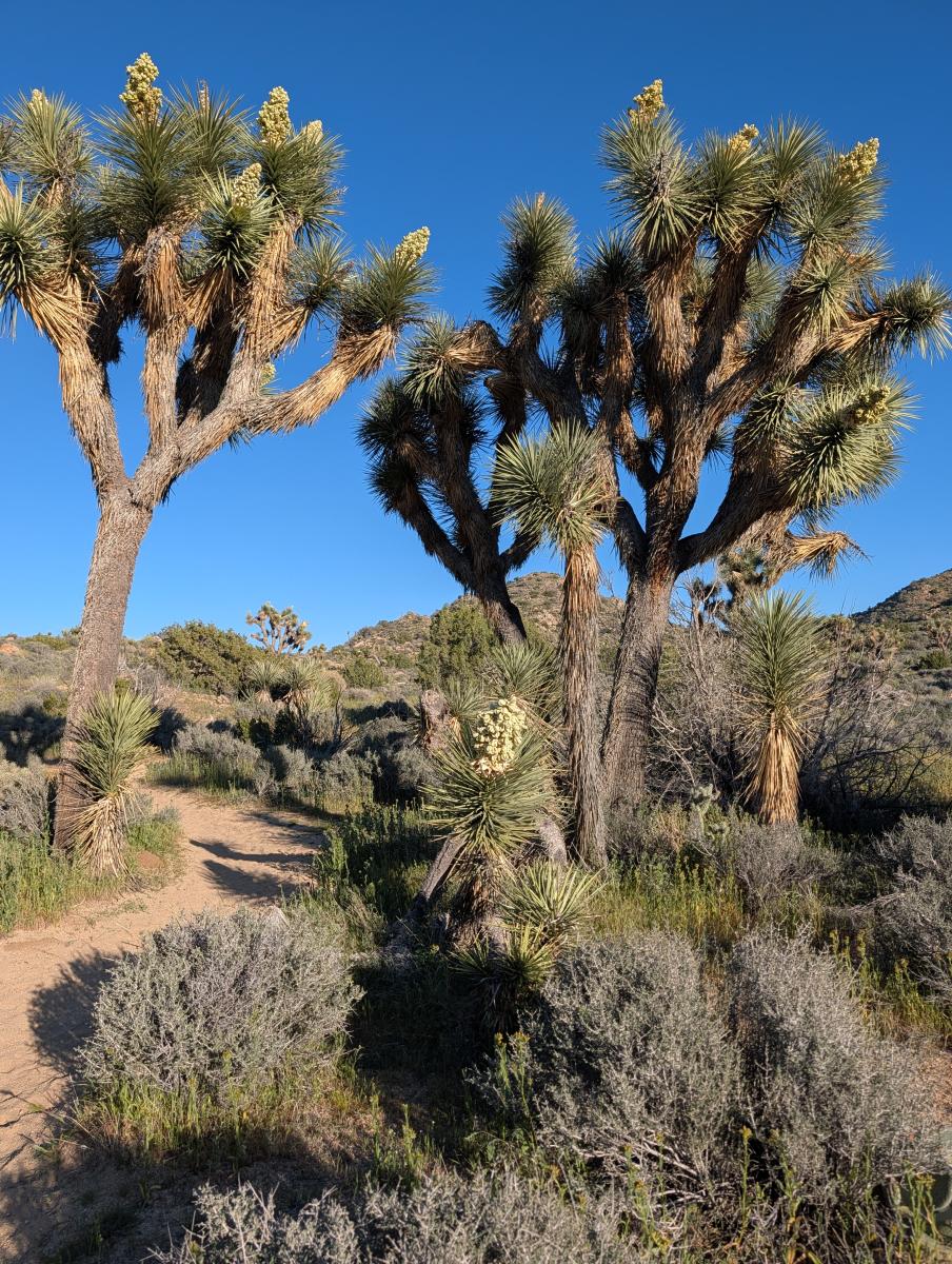 Spring in Joshua Tree National Park | Travel Tips & Stargazing