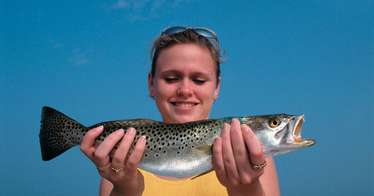 Trout Fishing in Florida Tips for Catching Speckled Sea Trout